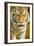 Tiger-null-Framed Photographic Print