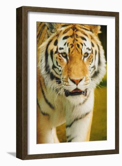 Tiger-null-Framed Photographic Print