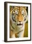 Tiger-null-Framed Photographic Print