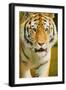 Tiger-null-Framed Photographic Print