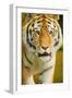 Tiger-null-Framed Photographic Print