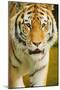 Tiger-null-Mounted Photographic Print