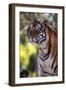 Tiger-null-Framed Photographic Print