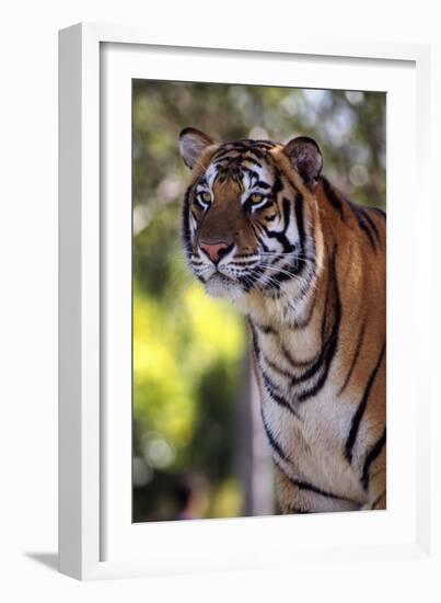 Tiger-null-Framed Photographic Print