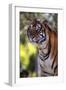 Tiger-null-Framed Photographic Print