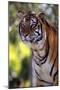 Tiger-null-Mounted Photographic Print