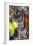 Tiger-null-Framed Photographic Print