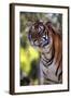 Tiger-null-Framed Photographic Print