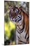 Tiger-null-Mounted Photographic Print