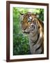 Tiger-Gordon Semmens-Framed Photographic Print