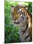 Tiger-Gordon Semmens-Mounted Photographic Print