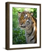 Tiger-Gordon Semmens-Framed Photographic Print