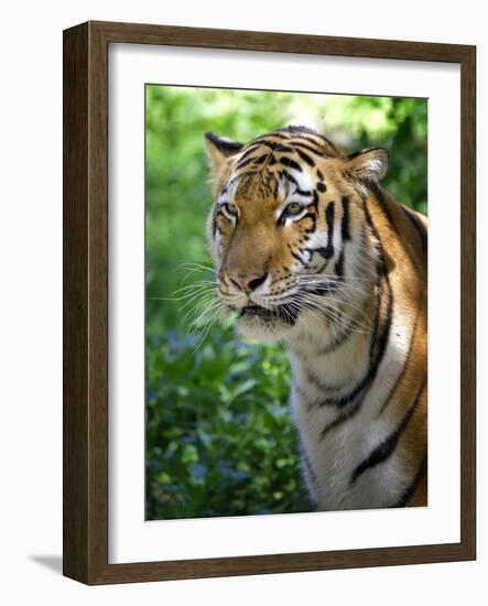 Tiger-Gordon Semmens-Framed Photographic Print