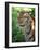 Tiger-Gordon Semmens-Framed Photographic Print