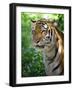 Tiger-Gordon Semmens-Framed Photographic Print