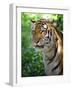 Tiger-Gordon Semmens-Framed Photographic Print