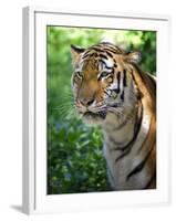 Tiger-Gordon Semmens-Framed Photographic Print