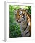 Tiger-Gordon Semmens-Framed Photographic Print