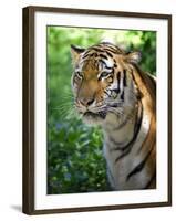 Tiger-Gordon Semmens-Framed Photographic Print