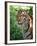 Tiger-Gordon Semmens-Framed Photographic Print