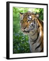 Tiger-Gordon Semmens-Framed Photographic Print