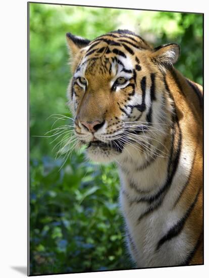 Tiger-Gordon Semmens-Mounted Photographic Print