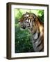 Tiger-Gordon Semmens-Framed Photographic Print