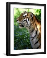 Tiger-Gordon Semmens-Framed Photographic Print