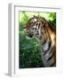 Tiger-Gordon Semmens-Framed Photographic Print