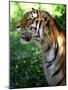 Tiger-Gordon Semmens-Mounted Photographic Print