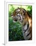 Tiger-Gordon Semmens-Framed Photographic Print