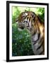 Tiger-Gordon Semmens-Framed Photographic Print