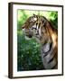 Tiger-Gordon Semmens-Framed Photographic Print