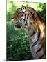 Tiger-Gordon Semmens-Mounted Photographic Print