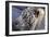 Tiger-Gordon Semmens-Framed Photographic Print