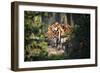 Tiger-Gordon Semmens-Framed Photographic Print