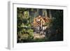 Tiger-Gordon Semmens-Framed Photographic Print