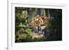 Tiger-Gordon Semmens-Framed Photographic Print