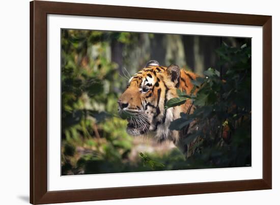 Tiger-Gordon Semmens-Framed Photographic Print