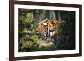 Tiger-Gordon Semmens-Framed Photographic Print