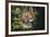 Tiger-Gordon Semmens-Framed Photographic Print