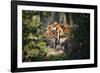 Tiger-Gordon Semmens-Framed Photographic Print