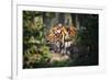 Tiger-Gordon Semmens-Framed Photographic Print