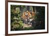 Tiger-Gordon Semmens-Framed Photographic Print