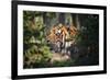 Tiger-Gordon Semmens-Framed Photographic Print