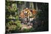 Tiger-Gordon Semmens-Mounted Photographic Print