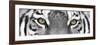 Tiger-PhotoINC-Framed Photographic Print