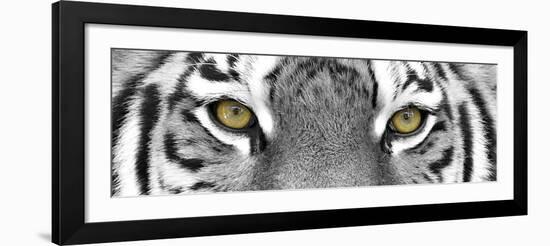 Tiger-PhotoINC-Framed Photographic Print