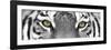 Tiger-PhotoINC-Framed Photographic Print