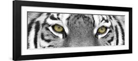 Tiger-PhotoINC-Framed Photographic Print